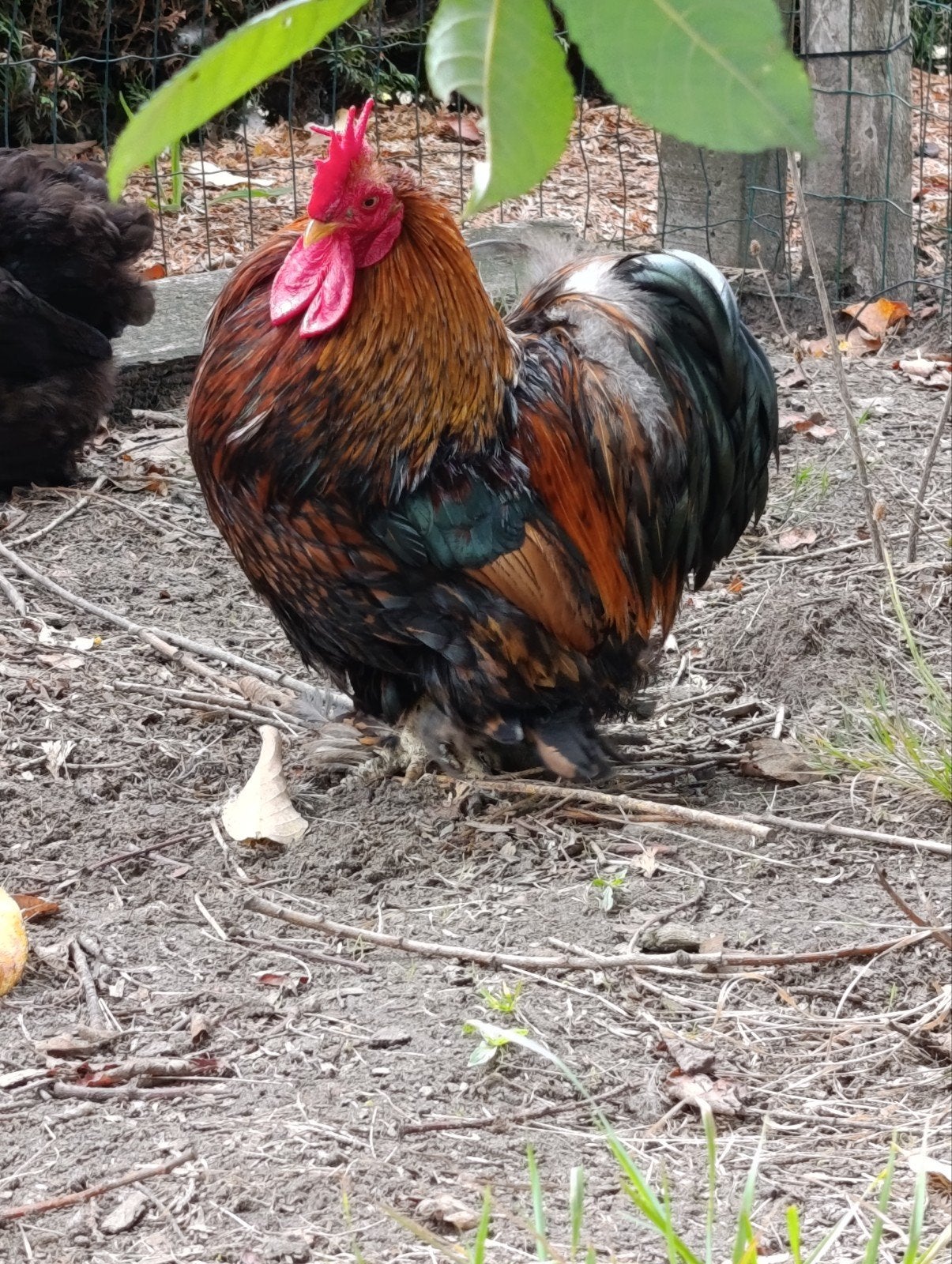 cochin Haan 3 jaar oud, Mâle, Poule ou poulet