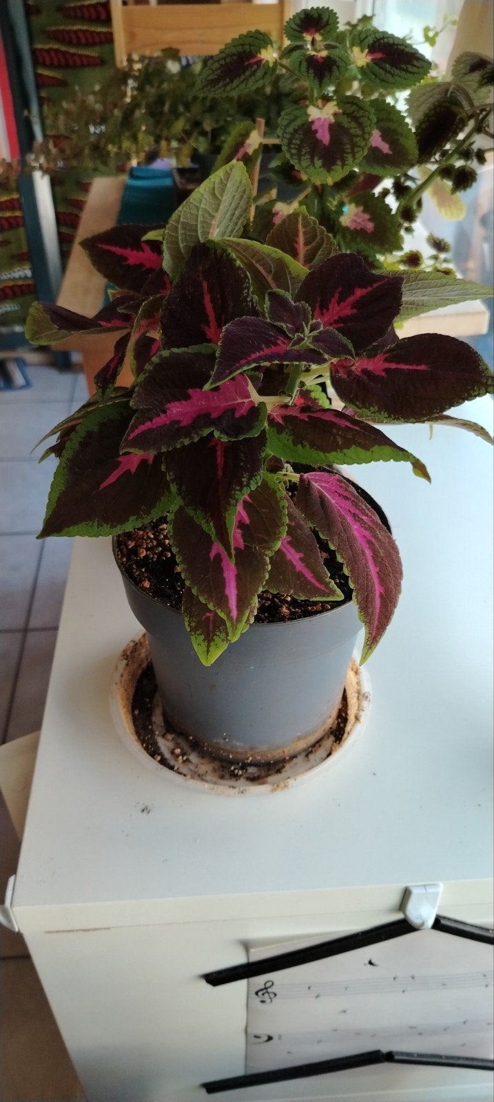 Plantes - boutures _ jeunes Coleus en pot., Jardin & Terrasse, Enlèvement ou Envoi, Mi-ombre