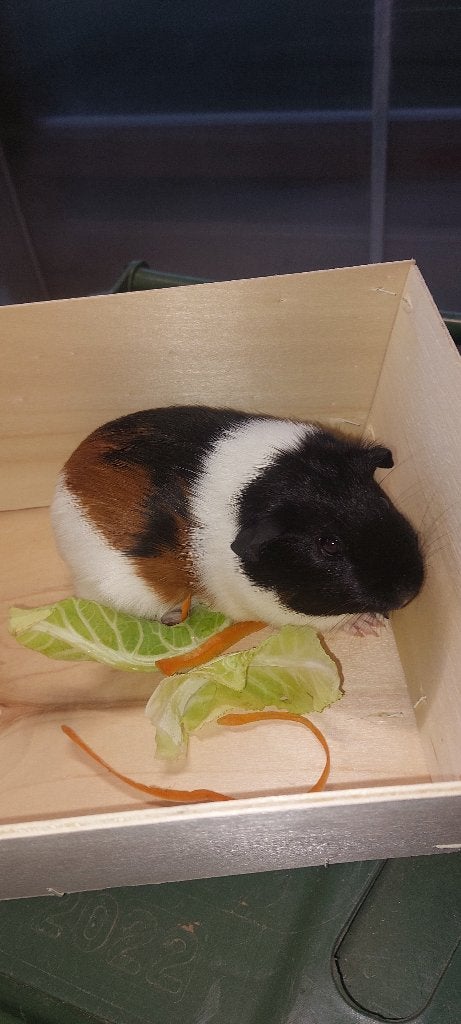 Cavia zeugjes, Cavia, Augustus, Vrouwelijk, Tam