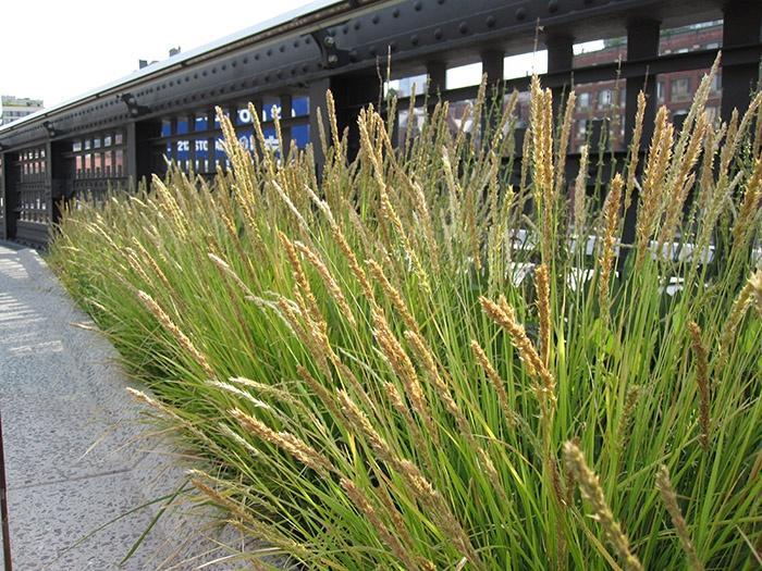 Sesleria siergras voor tuin en plantenbakken, Tuin en Terras, Planten | Tuinplanten, Ophalen, Volle zon, Vaste plant, Siergrassen