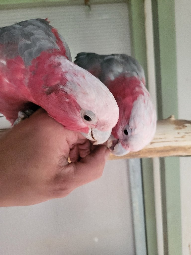 Jong onverwant handtam koppel rose kaketoes 2025, Dieren en Toebehoren, Meerdere dieren, Papegaai, Geringd