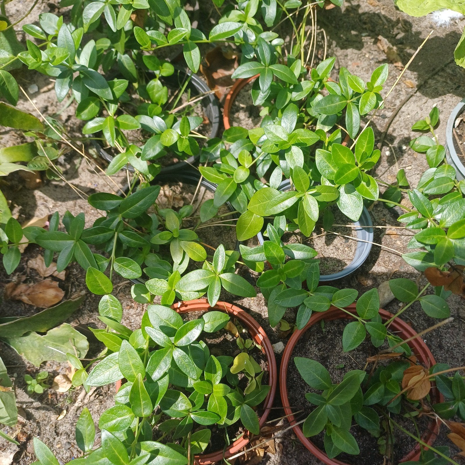 Vinca minor, Ophalen