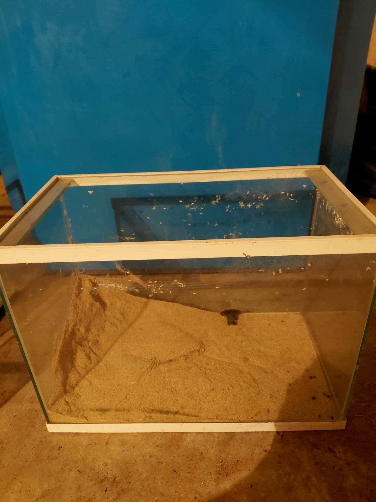 kleine Aquarium, Dieren en Toebehoren, Ophalen