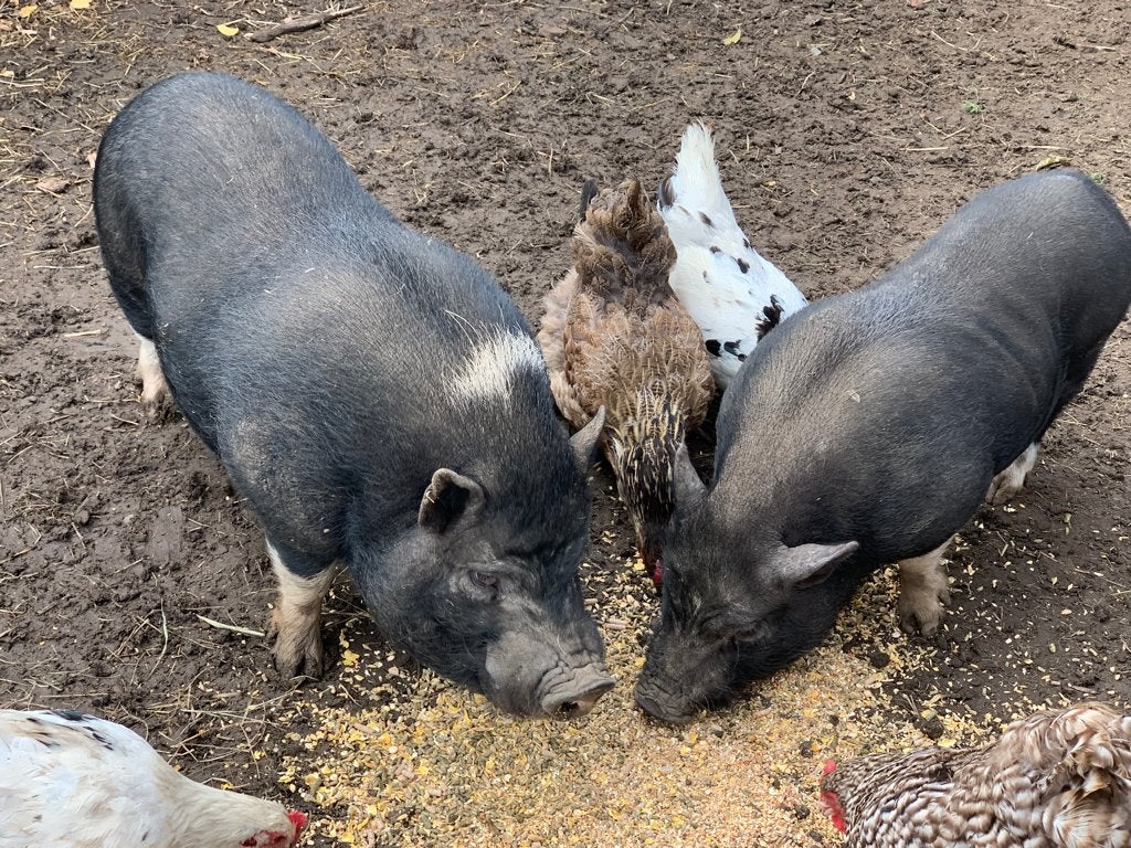 Mini varkens, Dieren en Toebehoren, Mannelijk, Varken, 0 tot 2 jaar