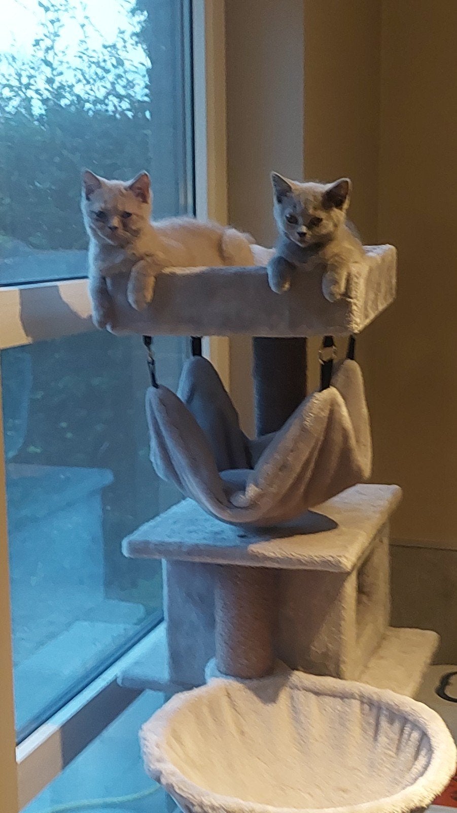 BRITSE KORTHAAR KITTENS MET STAMBOOM, Dieren en Toebehoren, Met stamboom, 0 tot 2 jaar