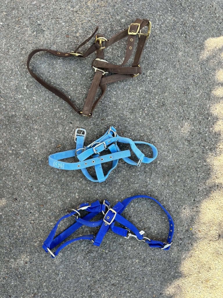 Halsters, Dieren en Toebehoren, Ophalen, Nieuw, Halster, Cob