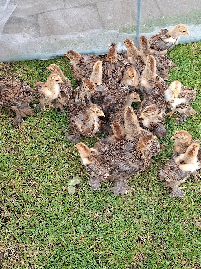 poussins de perdrix dorés Brahma, Animaux & Accessoires, Volatiles, Poule ou poulet, Sexe inconnu