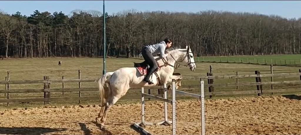 Verzorgpaard gezocht regio diest