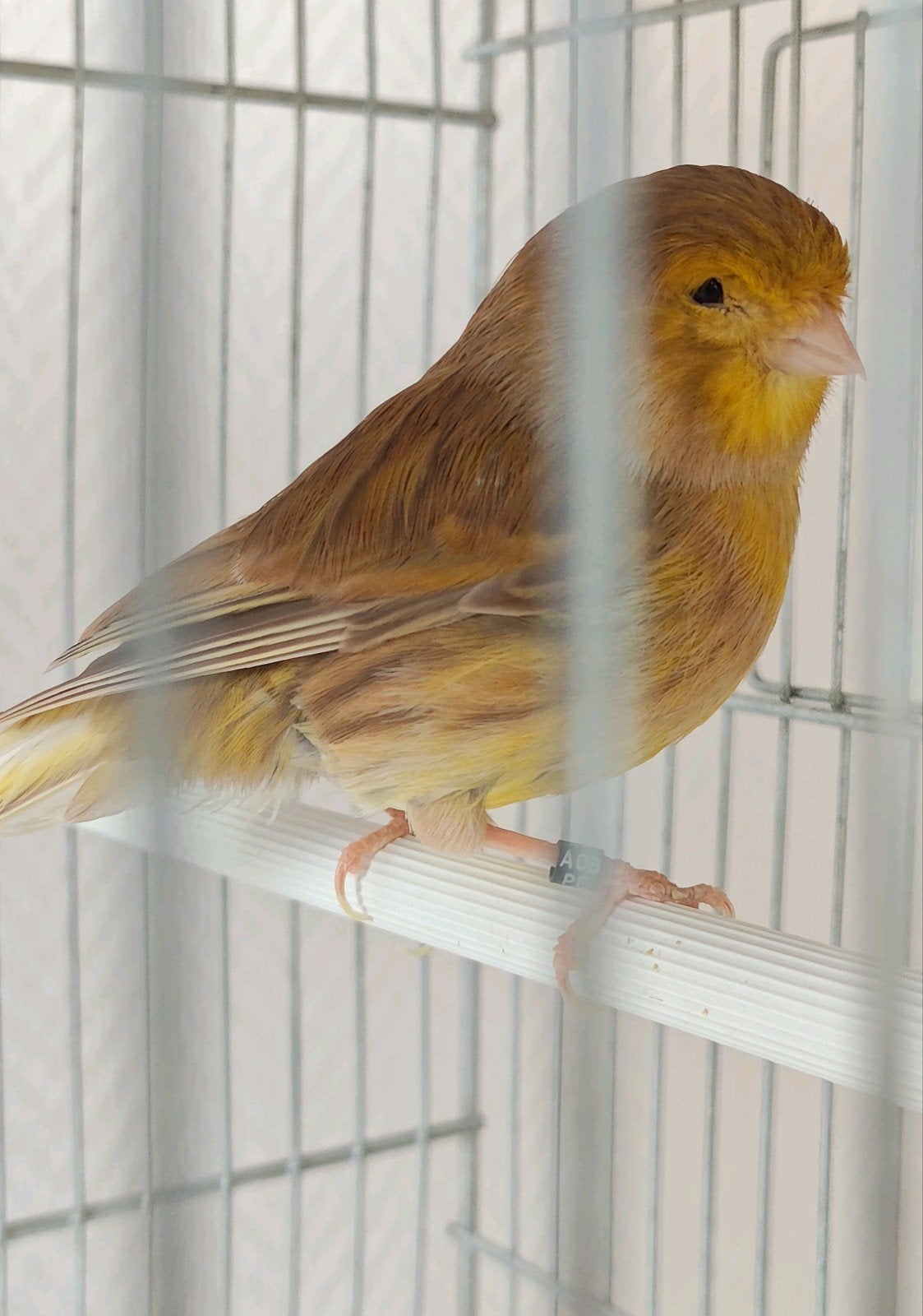 femelle canari golster 20€, Animaux & Accessoires, Oiseaux | Cages & Volières, Enlèvement