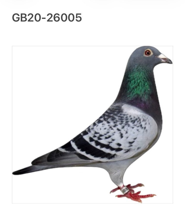 Doffer 2020  bloedlijn Harry J. Hooymans, Dieren en Toebehoren, Mannelijk, Postduif