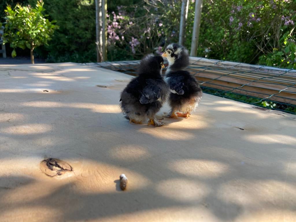 kuikens cochin kriel, Dieren en Toebehoren, Pluimvee, Geslacht onbekend, Kip