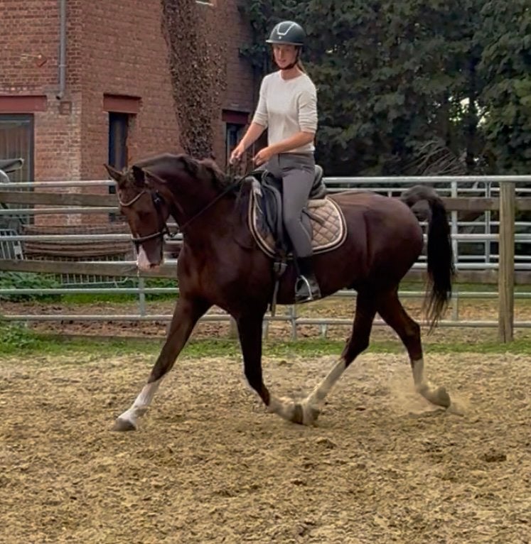 9j tuigpaard, Dieren en Toebehoren, Ruin, Tuigpaard