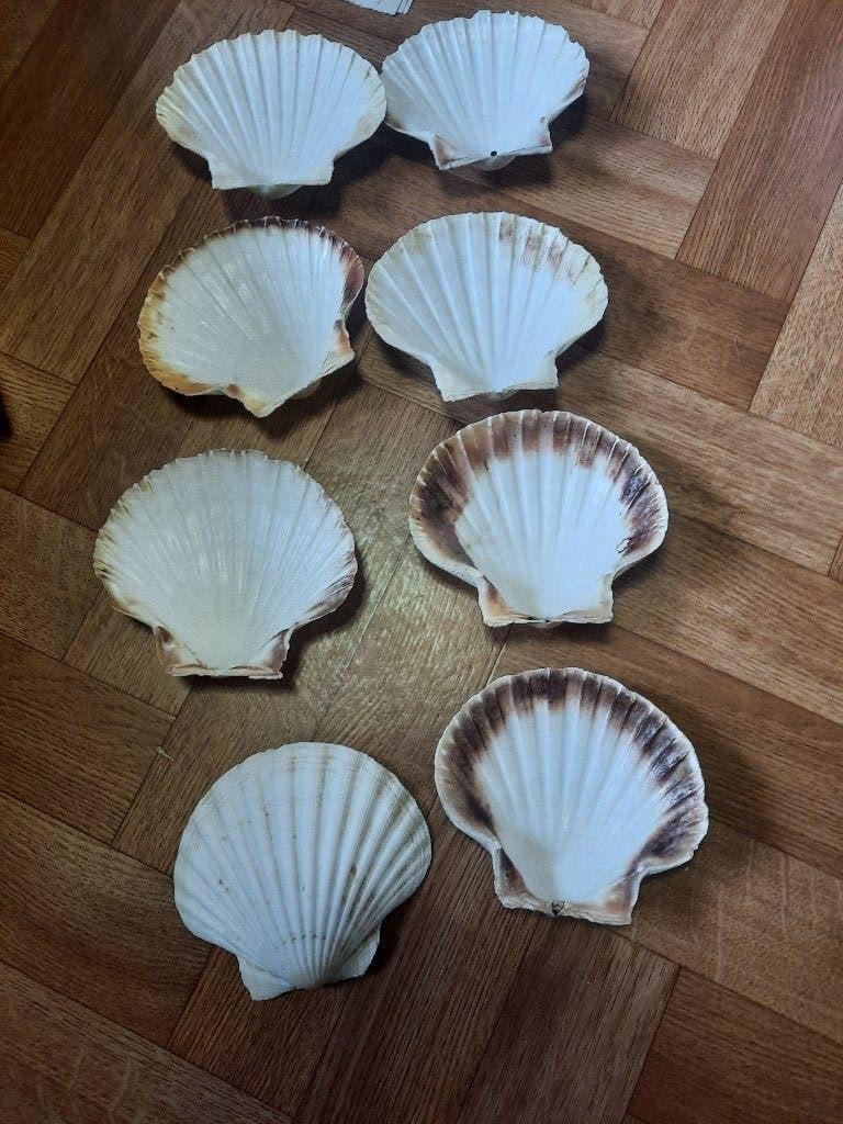 set van 8 oven schelpen, Ophalen of Verzenden