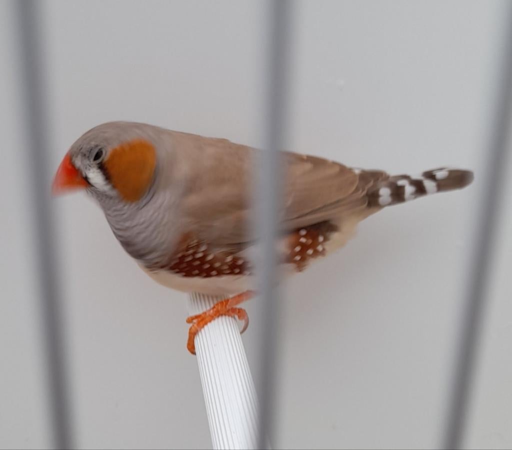 Zebravink Bleek rug Beige Man 2026, Dieren en Toebehoren, Vogels | Overige Vogels, Mannelijk