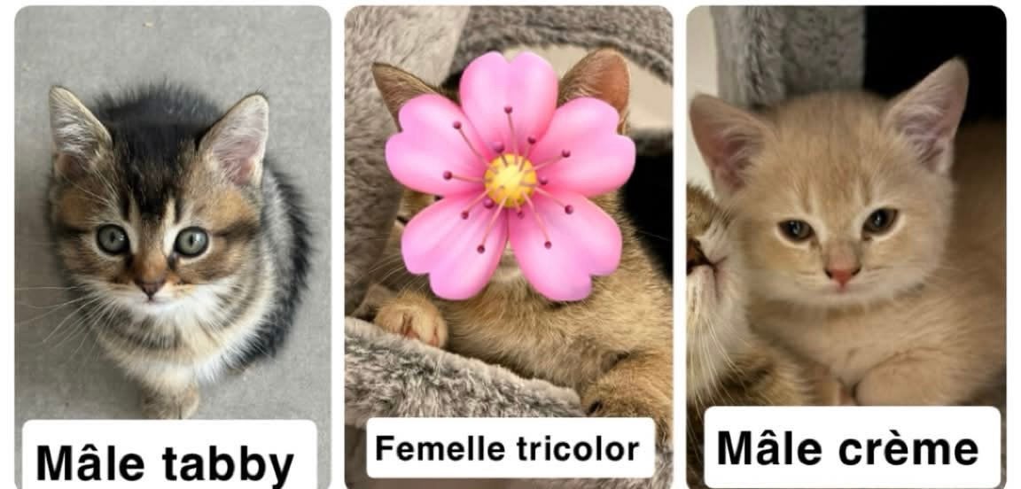 3 British shorthair disponible a la réservation, Plusieurs animaux, Vermifugé, 0 à 2 ans