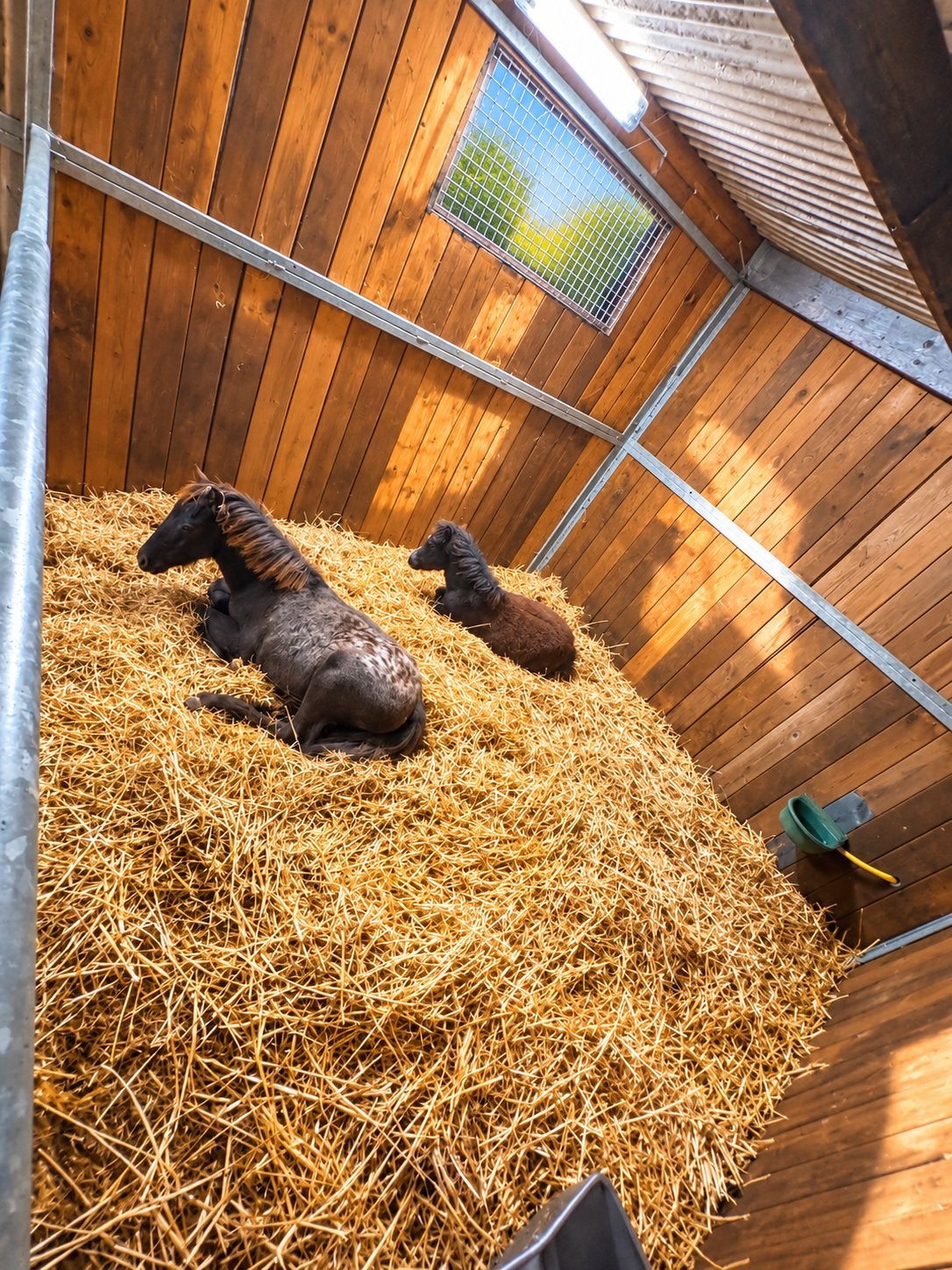 Unieke welsh merrie veulens, Dieren en Toebehoren, 0 tot 2 jaar, A pony (tot 1.17m), Onbeleerd, Recreatiepony
