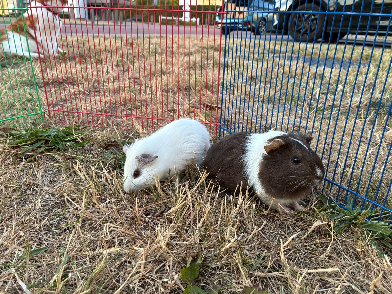 Meisjes cavia’s, Cavia, Vrouwelijk, Mei, Tam
