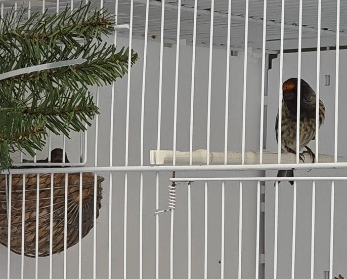Roodvoorhoofdkanarie (cini)