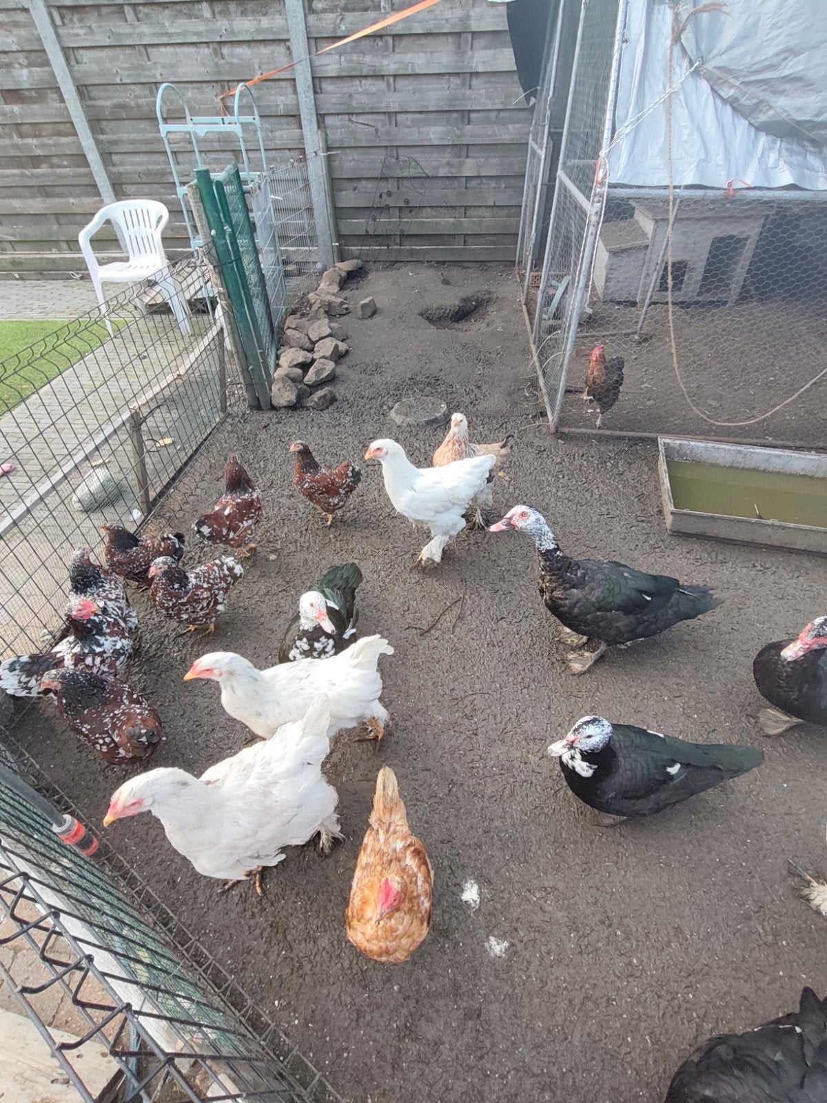 kippen en eenden, Dieren en Toebehoren, Meerdere dieren, Kip