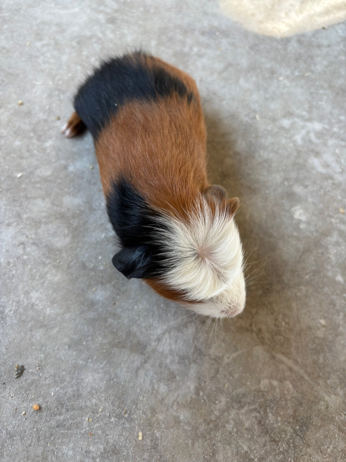 Cavia, Animaux & Accessoires, Rongeurs, Juin, Mâle, Cobaye