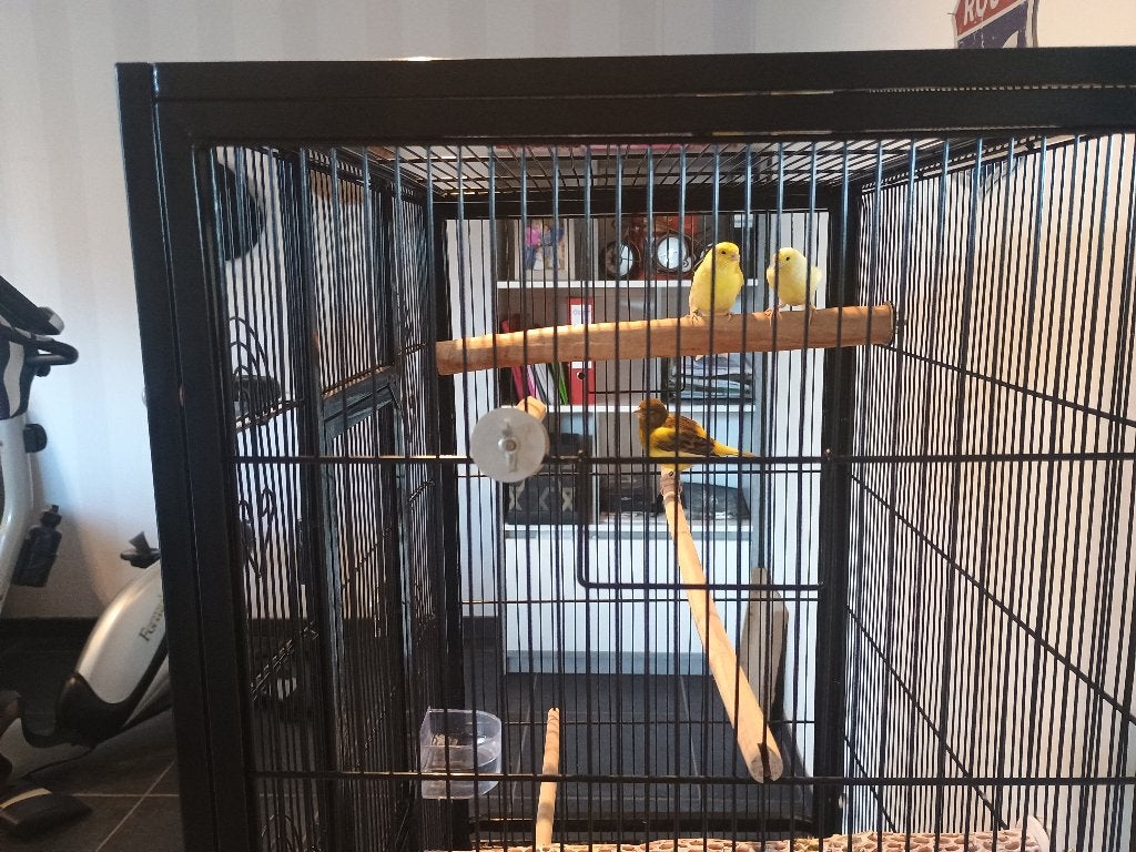 Dieren, Dieren en Toebehoren, Meerdere dieren, Kleurkanarie