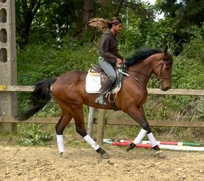 Super toffe brave ruin, Dieren en Toebehoren, Paarden, Ruin, B, 165 tot 170 cm, 3 tot 6 jaar