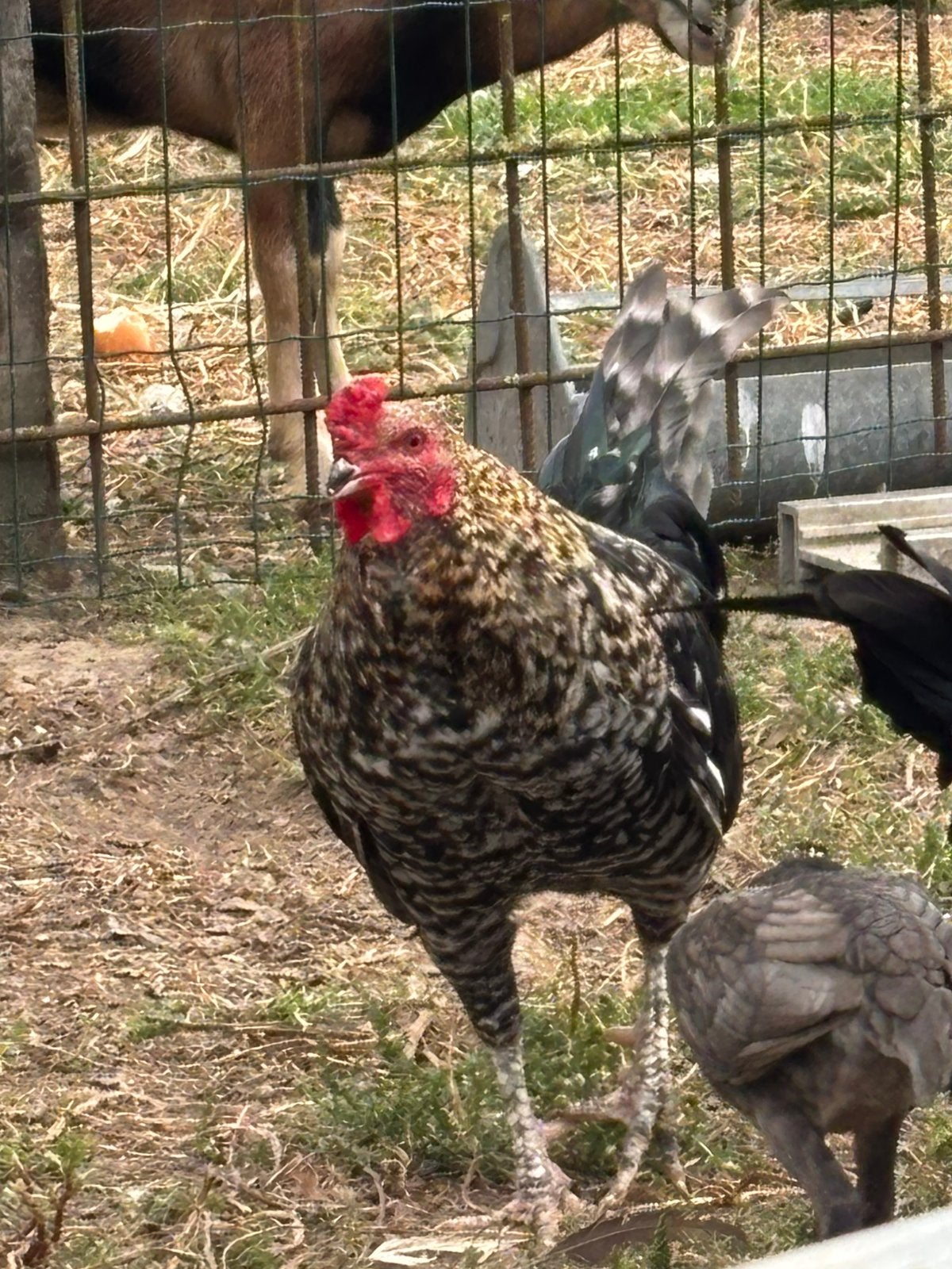 Mooie haan te koop, Dieren en Toebehoren, Mannelijk, Kip