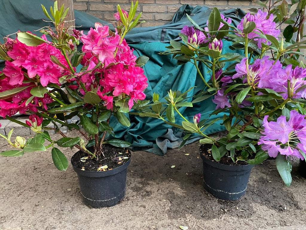 Rhododendrons, Ophalen, Rhododendron, Struik