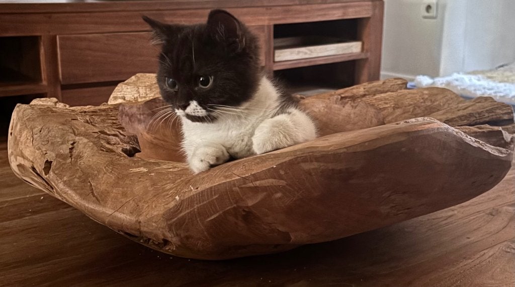 Brits korthaar poesjes, Poes, Gechipt, 0 tot 2 jaar