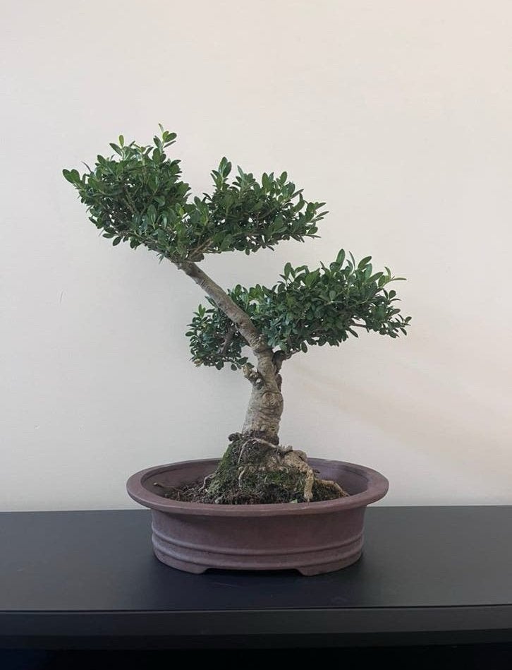 Ikex bonsai, Tuin en Terras, Ophalen of Verzenden