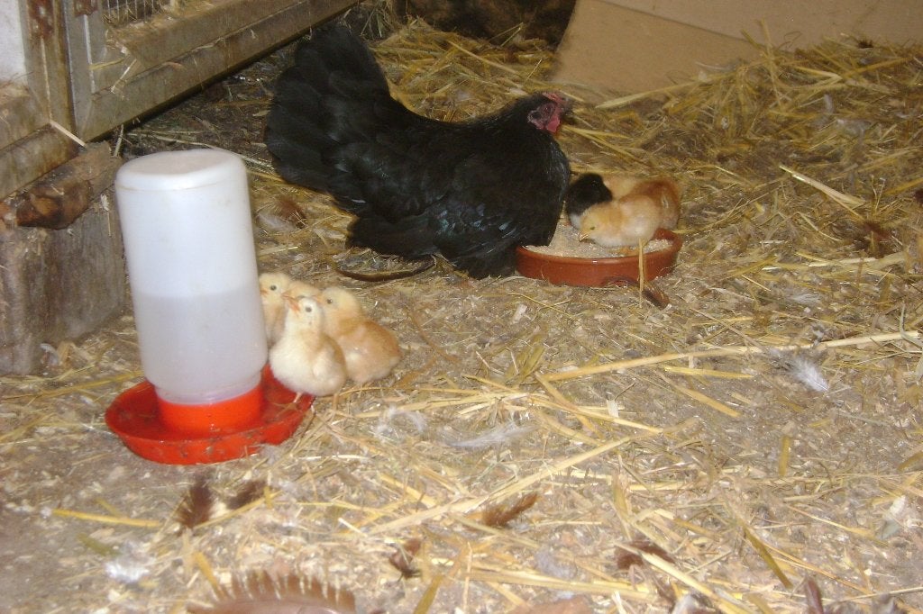Chabo met 8 kuikentjes, Animaux & Accessoires, Sexe inconnu, Poule ou poulet