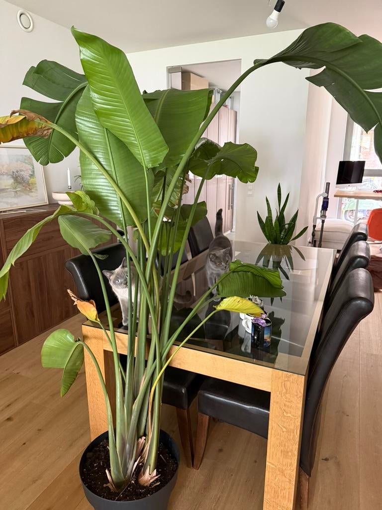 Strelitzia nicolai, Enlèvement