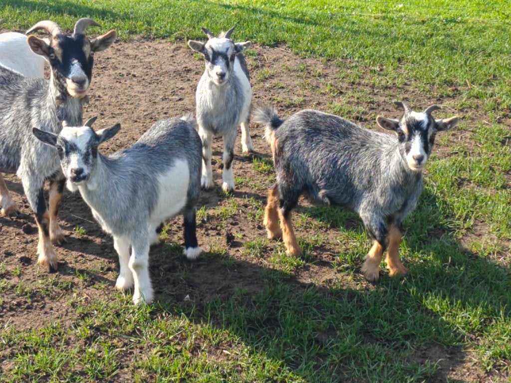 Dwerggeit Miekes, Dieren en Toebehoren, Vrouwelijk, Geit, 0 tot 2 jaar