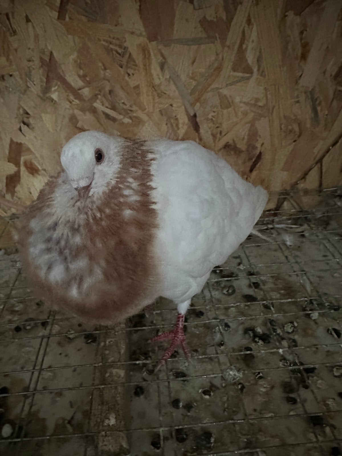 Mannelijke kanarieduif, Meerdere dieren, Kropper