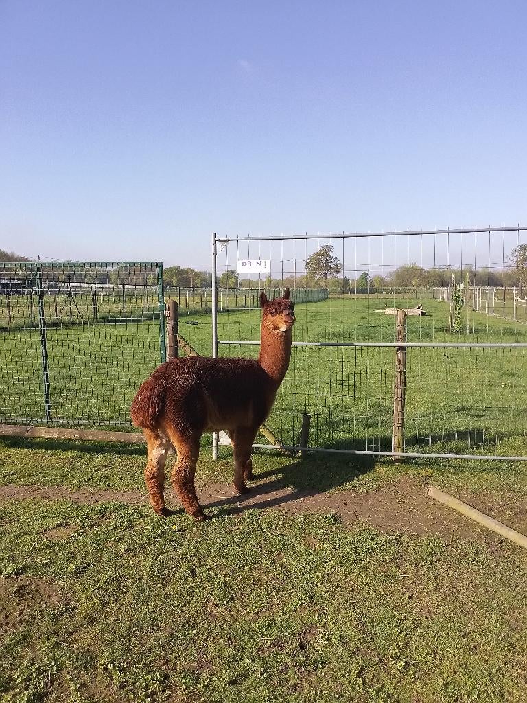 Alpaca dekhengst te koop., Dieren en Toebehoren, Augustus, Mannelijk