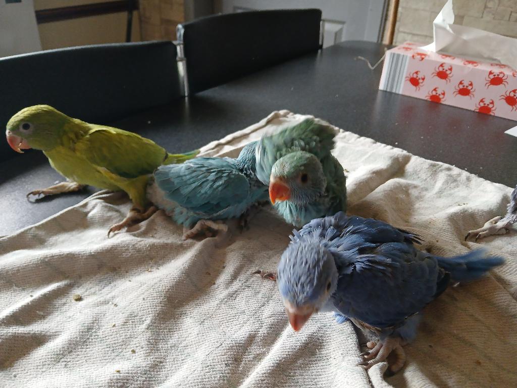 Handtamme Halsbandparkieten, Plusieurs animaux, Perruche, Domestique