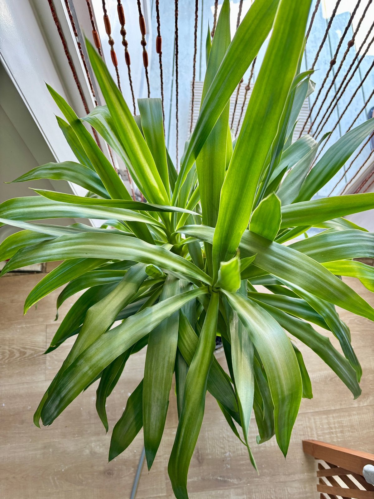 Grote YUCCA mt 2 stammen incl bloempot zkt nwe thuis!, Enlèvement