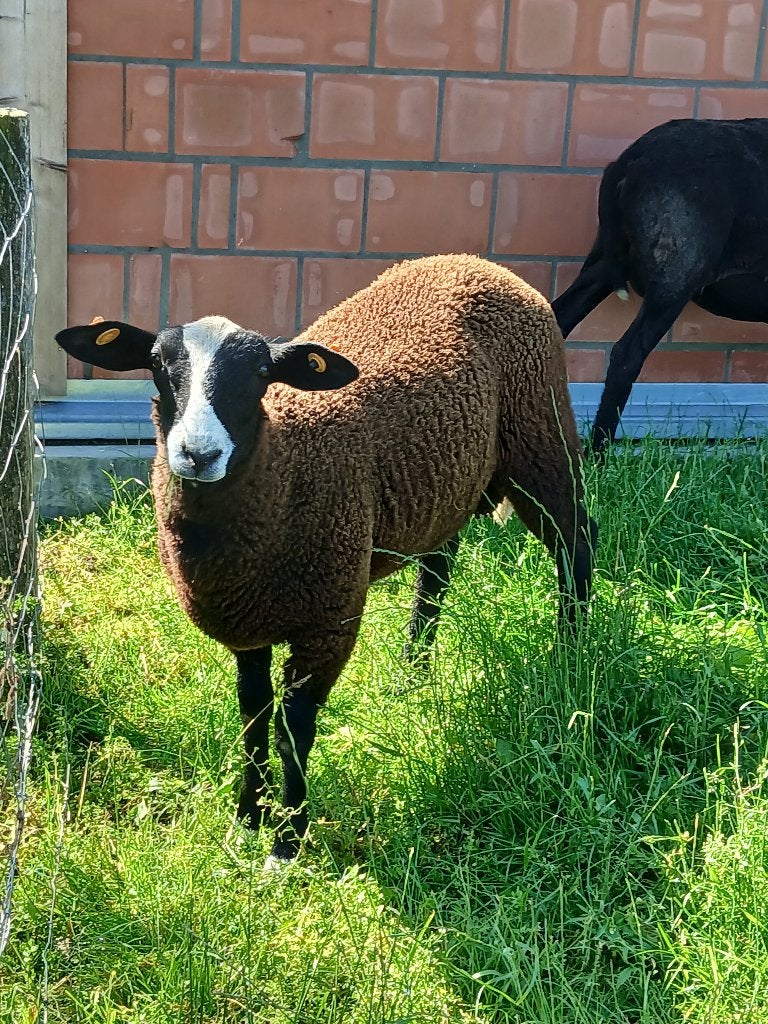 agneaux zwartbles à vendre, Mâle, Mouton, 0 à 2 ans