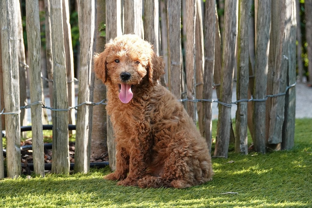 Chiot Mini Labradoodle abricot/rouge, avec pedigree, Chien (mâle), Maladie de Carré (chiens), Autres races, Belgique
