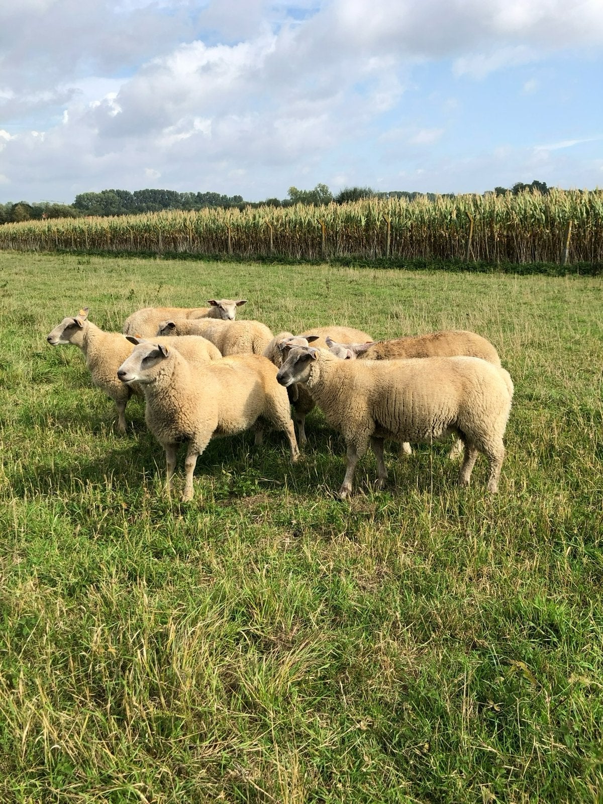 Ramlammeren te koop, Dieren en Toebehoren, Mannelijk, Schaap, 0 tot 2 jaar