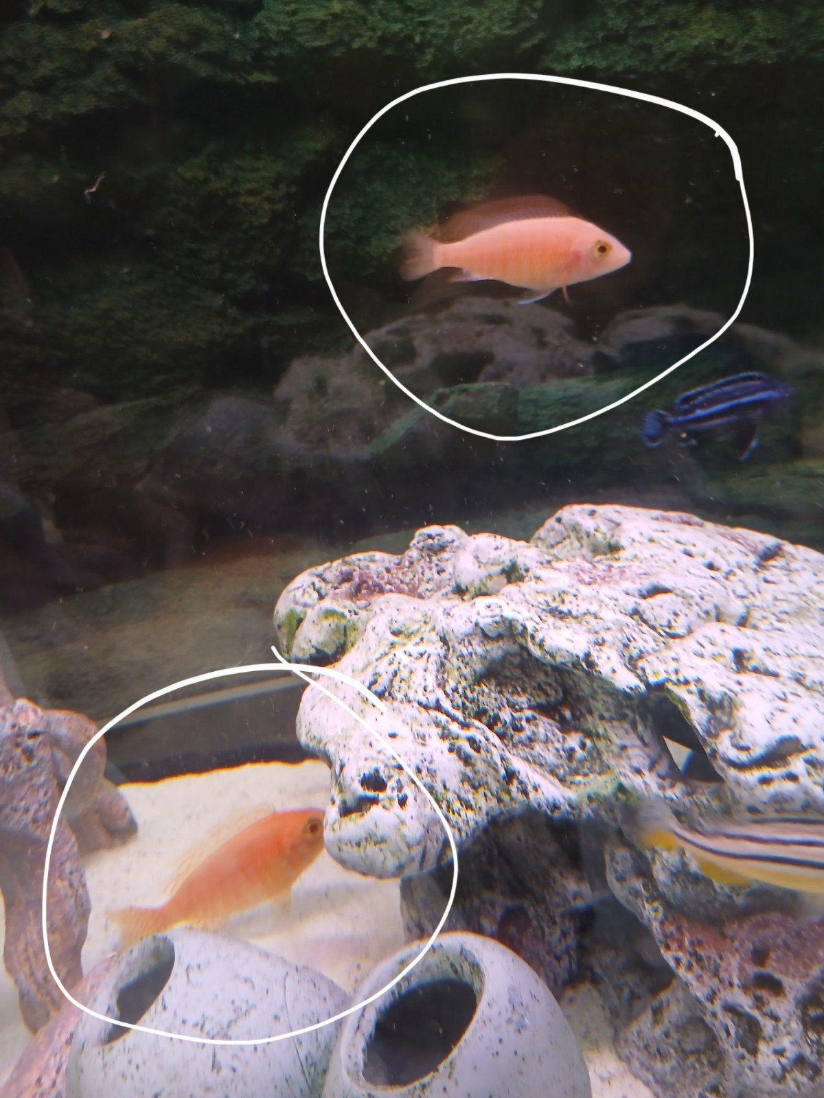 Koppel oranje malawi cichliden, Dieren en Toebehoren, Vissen | Aquariumvissen