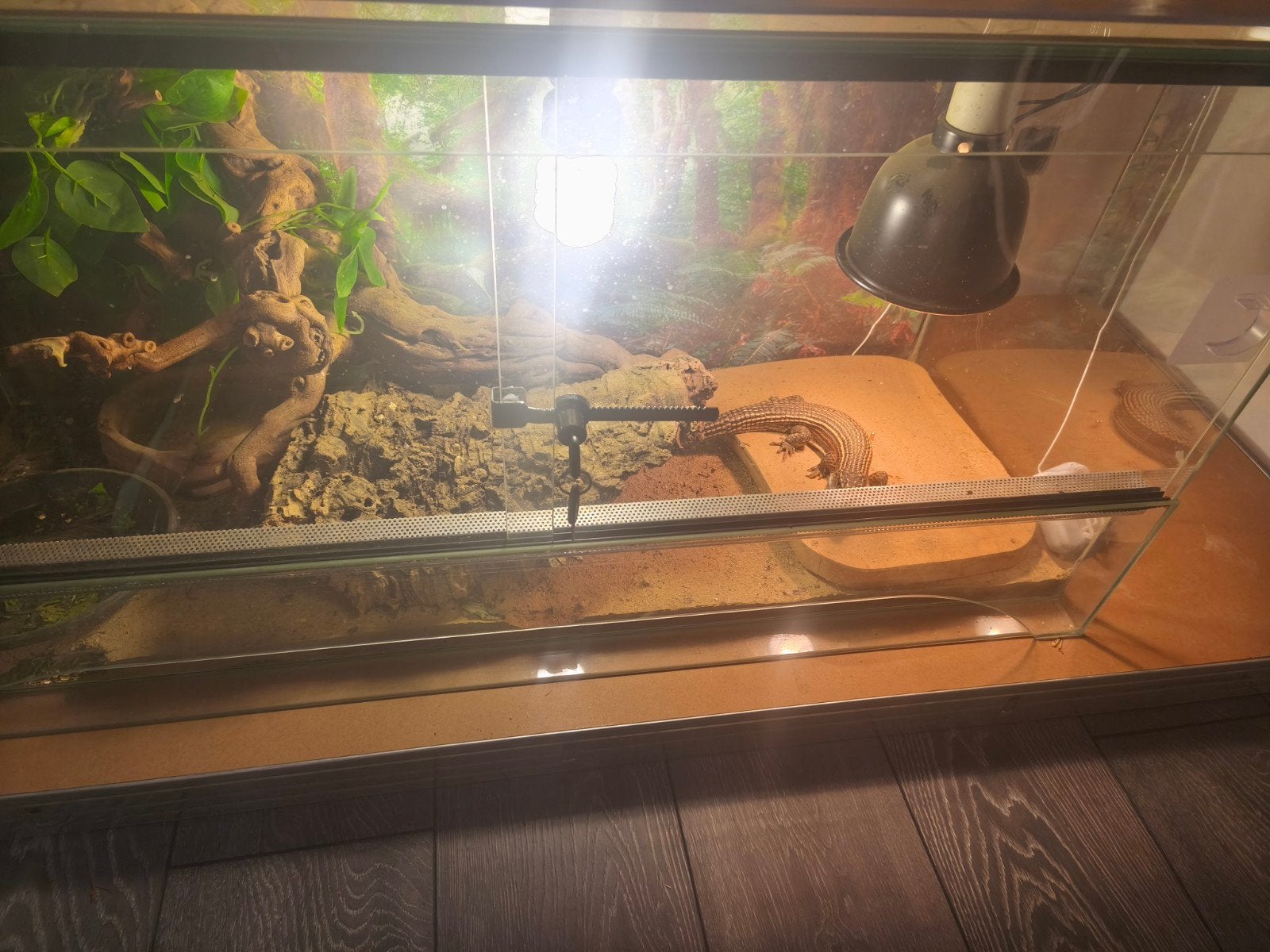 Terrarium+lézard plaque du Soudan, Animaux & Accessoires, Enlèvement ou Envoi