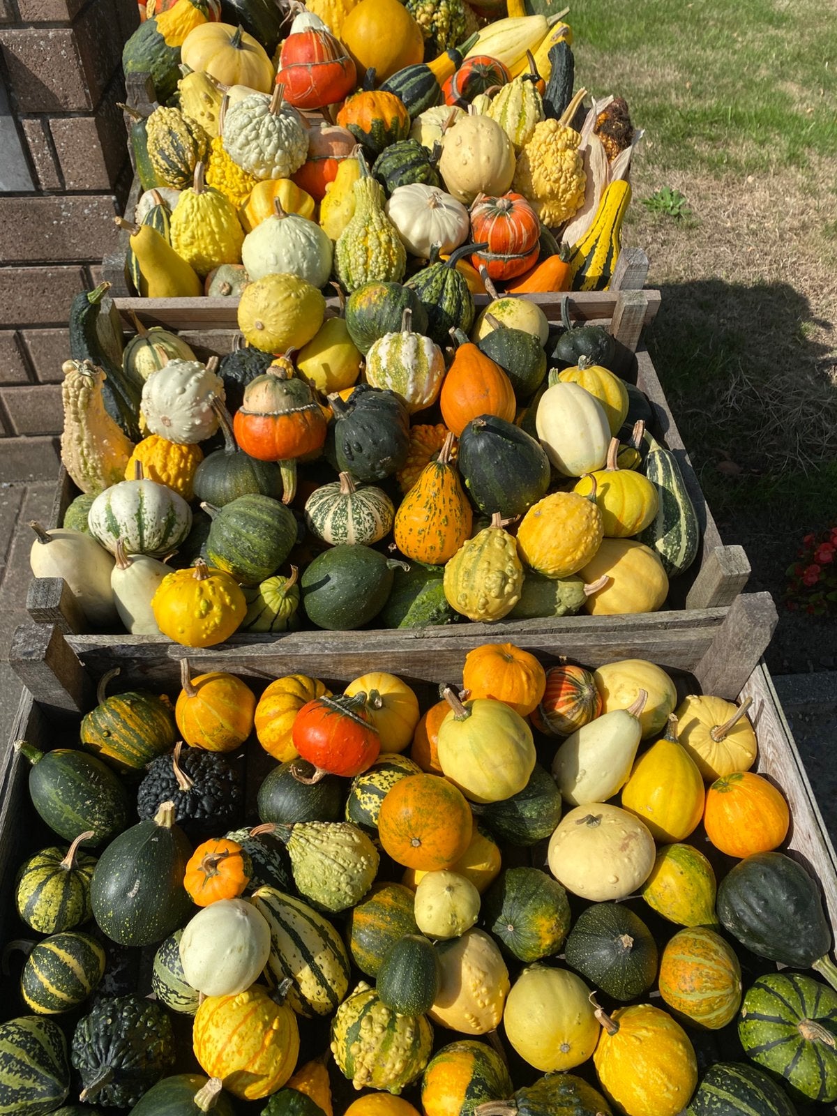Sierfruit , halloween en gewone pompoenen en butternuts., Diversen, Ophalen