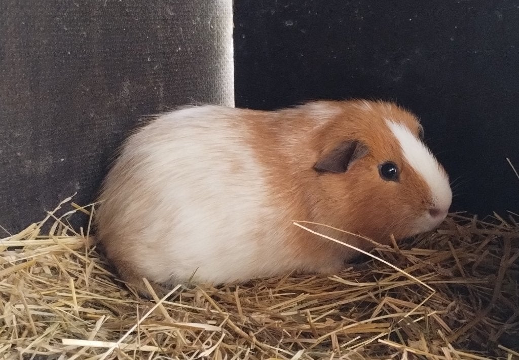 Schimmel beer cavia, Animaux & Accessoires, Juillet, Mâle, Cobaye