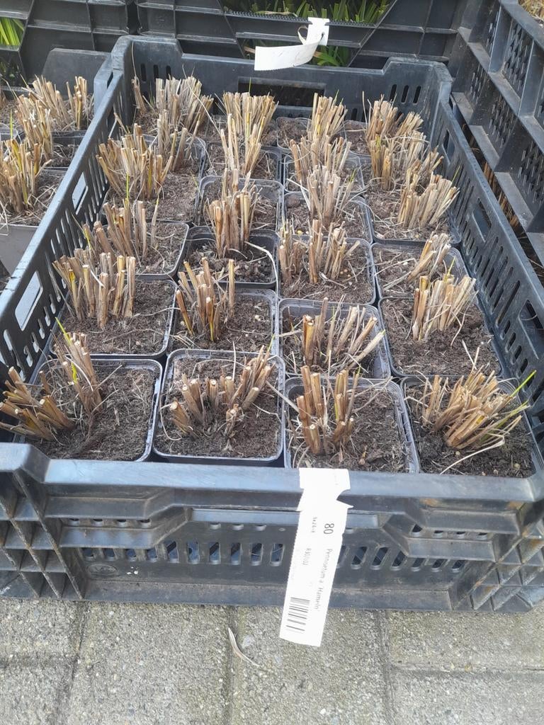 Pennisetum alopecuroides 'hameln' P9, Tuin en Terras, Planten | Tuinplanten, Ophalen
