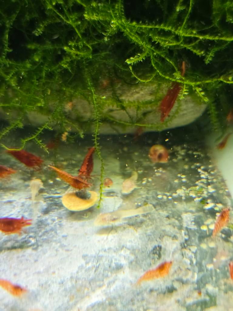 Crevettes aquarium
