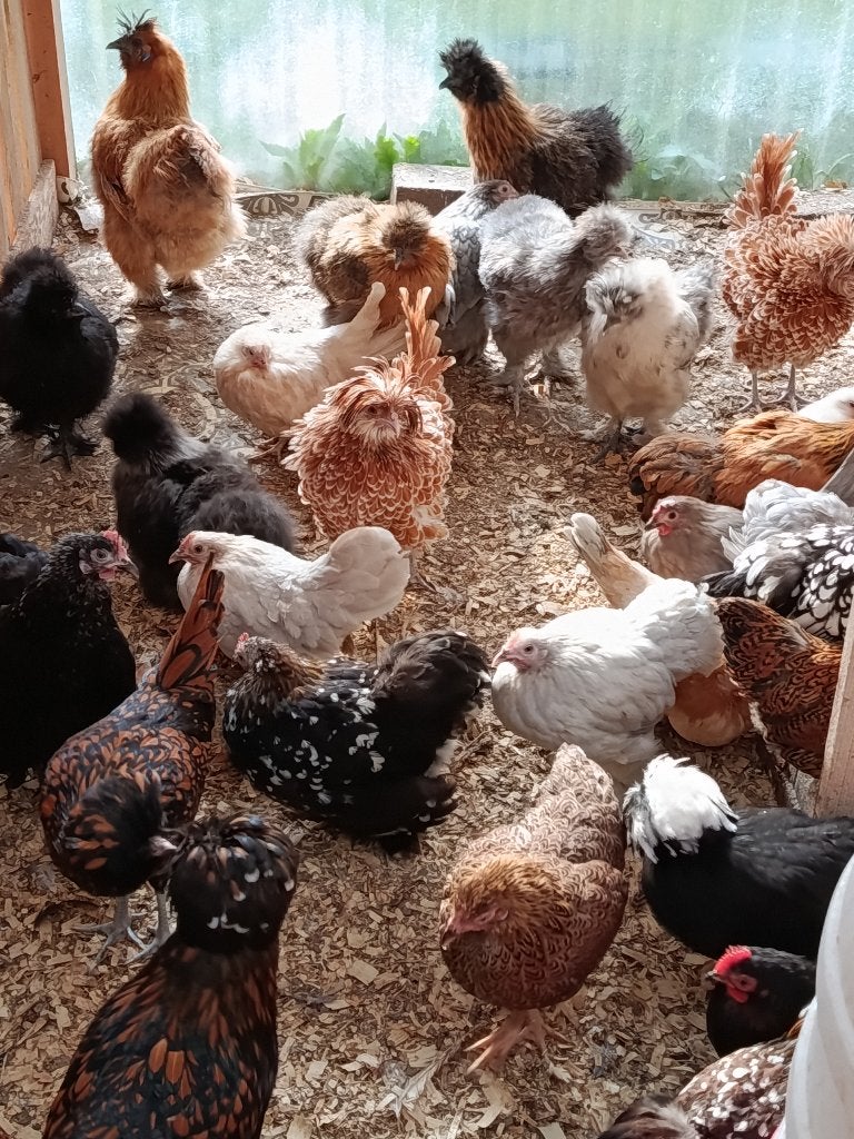 poule soie , cochin, poule soie, padoue et bien d'autres, Animaux & Accessoires, Volatiles, Femelle, Poule ou poulet