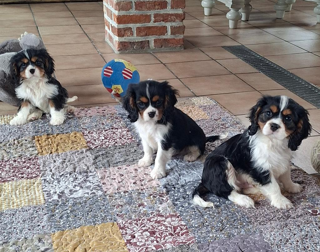 Superbes chiots Cavalier King Charles de parents testés, Chien (mâle), Belgique, Plusieurs, Éleveur | Loisir