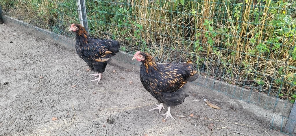 Jonge Orpington goud zwartgezoomd, Mâle, Poule ou poulet