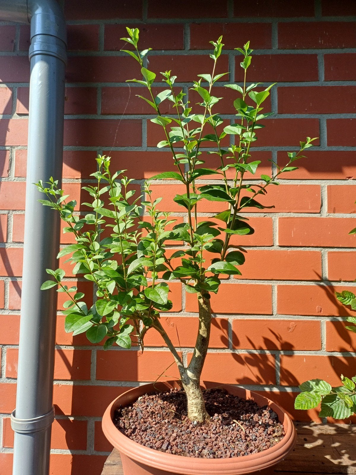 1 liguster pre bonsai, Ophalen